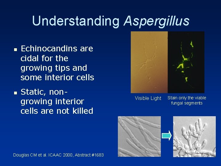 Understanding Aspergillus n n Echinocandins are cidal for the growing tips and some interior