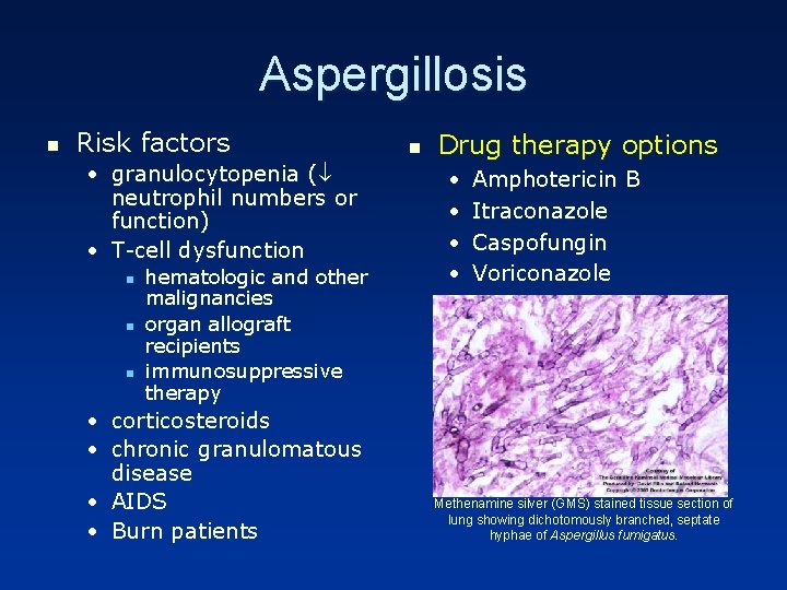Aspergillosis n Risk factors • granulocytopenia ( neutrophil numbers or function) • T-cell dysfunction