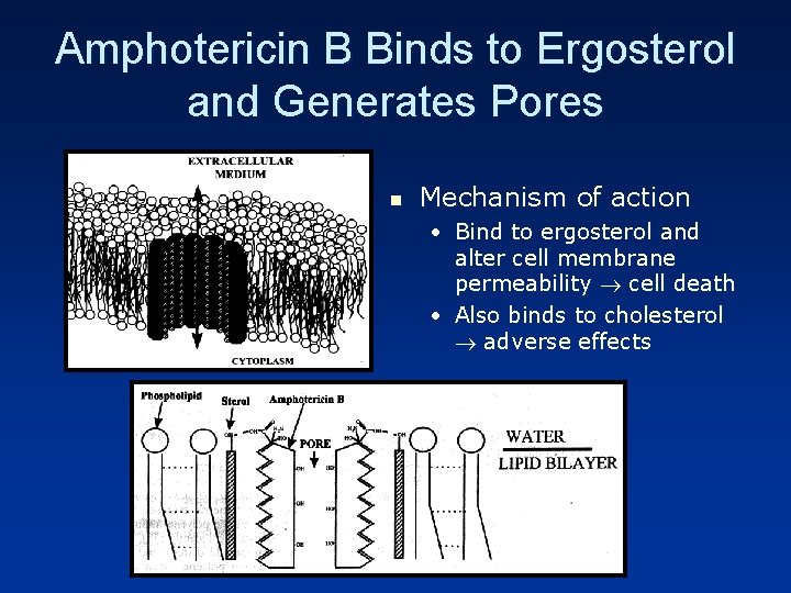 Amphotericin B Binds to Ergosterol and Generates Pores n Mechanism of action • Bind