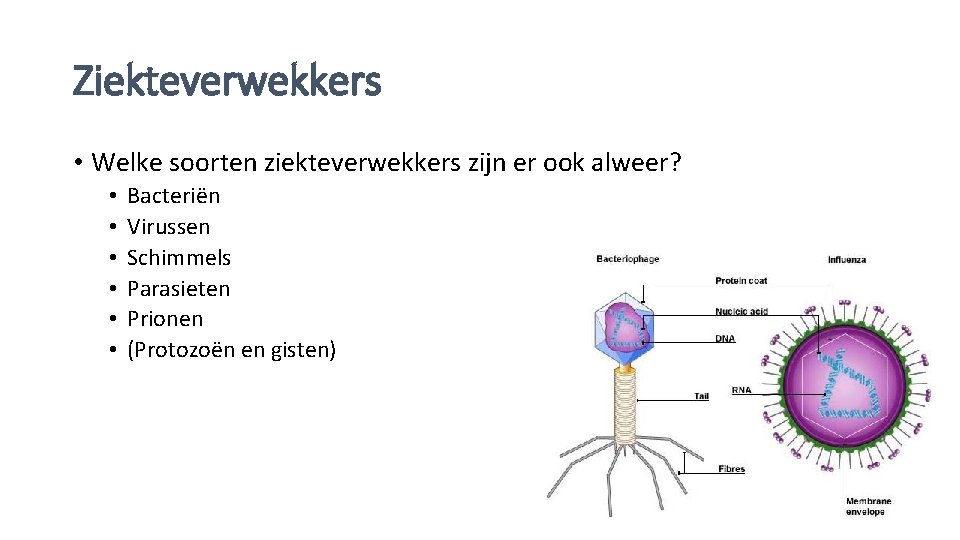 Ziekteverwekkers • Welke soorten ziekteverwekkers zijn er ook alweer? • • • Bacteriën Virussen