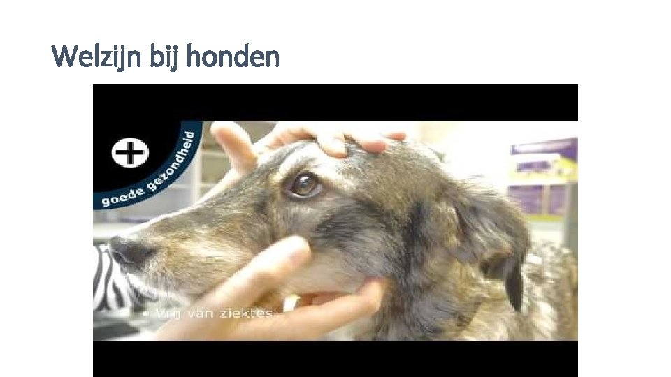 Welzijn bij honden 