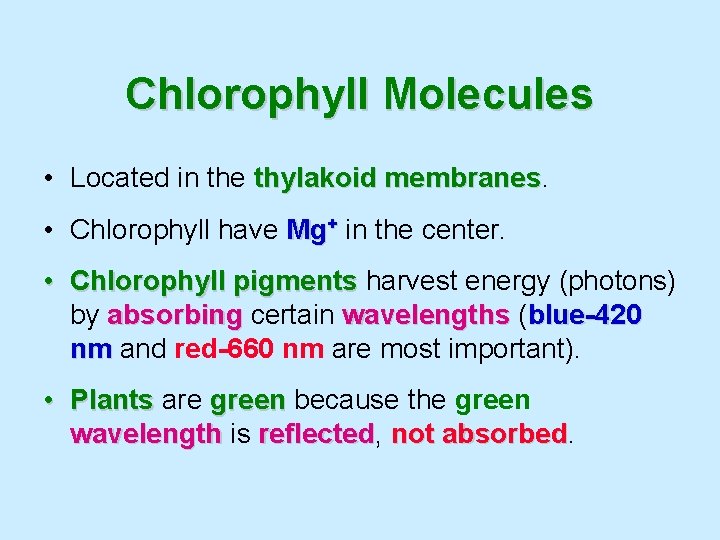 Chlorophyll Molecules • Located in the thylakoid membranes • Chlorophyll have Mg+ in the