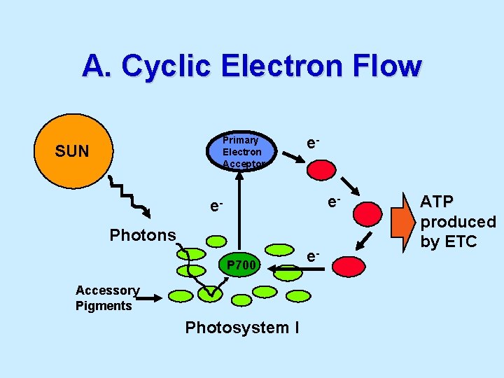 A. Cyclic Electron Flow Primary Electron Acceptor SUN ee- e. Photons P 700 Accessory