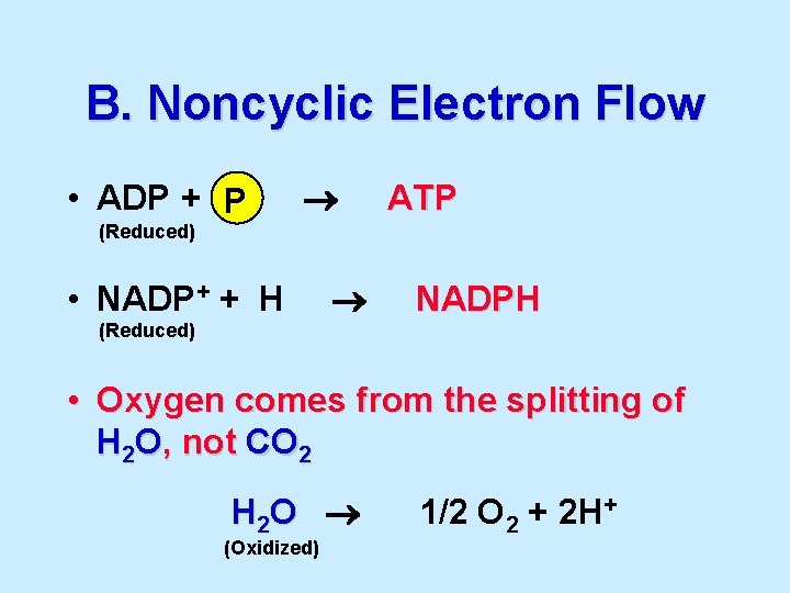 B. Noncyclic Electron Flow • ADP + P ATP (Reduced) • NADP+ + H