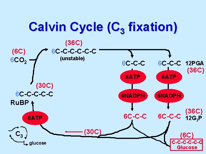 Calvin Cycle (C 3 fixation) (36 C) 6 C-C-C-C (6 C) 6 CO 2