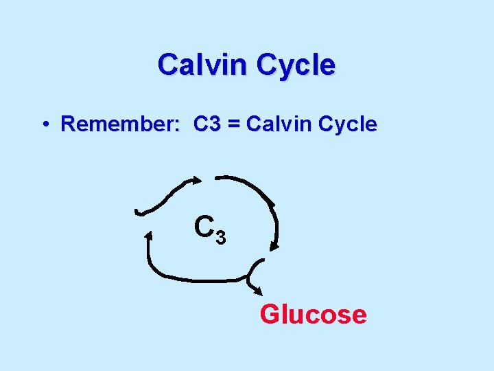 Calvin Cycle • Remember: C 3 = Calvin Cycle C 3 Glucose 