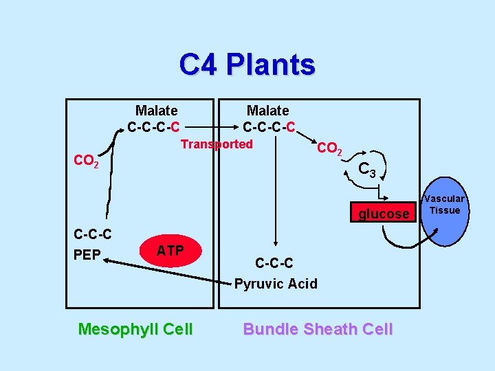 C 4 Plants Malate C-C-C-C Transported CO 2 C 3 glucose C-C-C PEP ATP