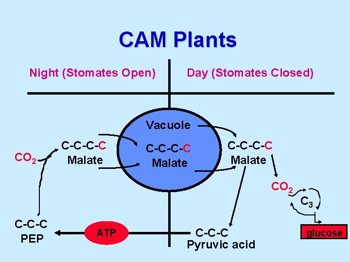 CAM Plants Night (Stomates Open) Day (Stomates Closed) Vacuole CO 2 C-C-C-C Malate CO