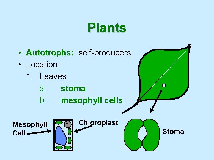 Plants • Autotrophs: self-producers. • Location: 1. Leaves a. stoma b. mesophyll cells Mesophyll