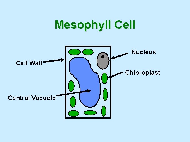Mesophyll Cell Nucleus Cell Wall Chloroplast Central Vacuole 
