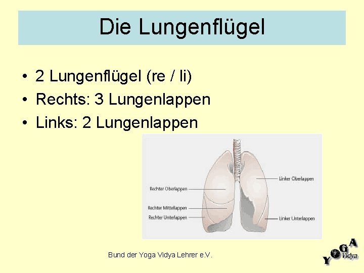 Die Lungenflügel • 2 Lungenflügel (re / li) • Rechts: 3 Lungenlappen • Links: