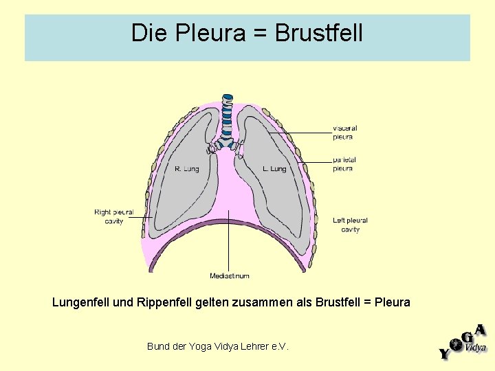 Die Pleura = Brustfell Lungenfell und Rippenfell gelten zusammen als Brustfell = Pleura Bund