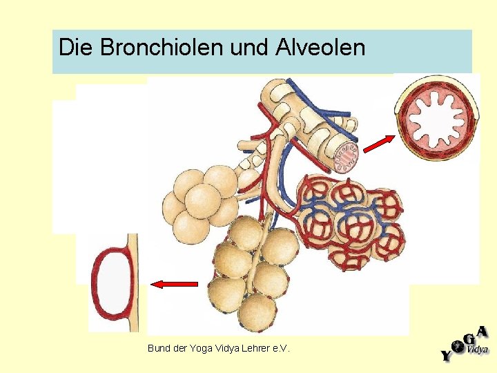 Die Bronchiolen und Alveolen Bund der Yoga Vidya Lehrer e. V. 