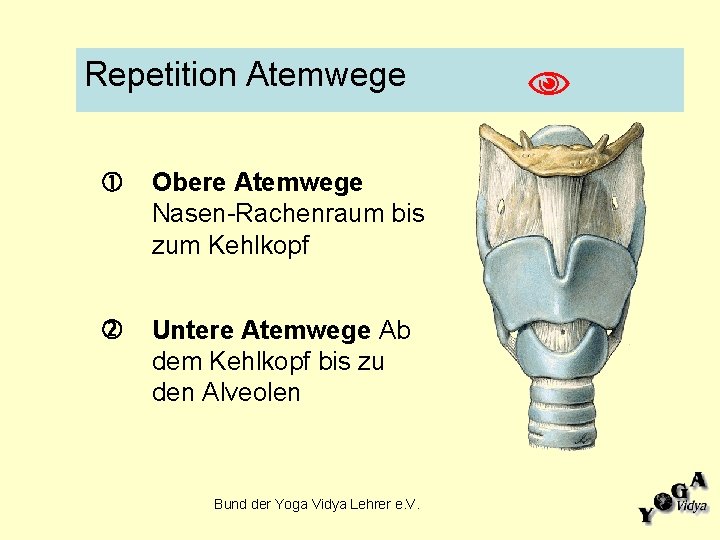 Repetition Atemwege Obere Atemwege Nasen-Rachenraum bis zum Kehlkopf Untere Atemwege Ab dem Kehlkopf bis