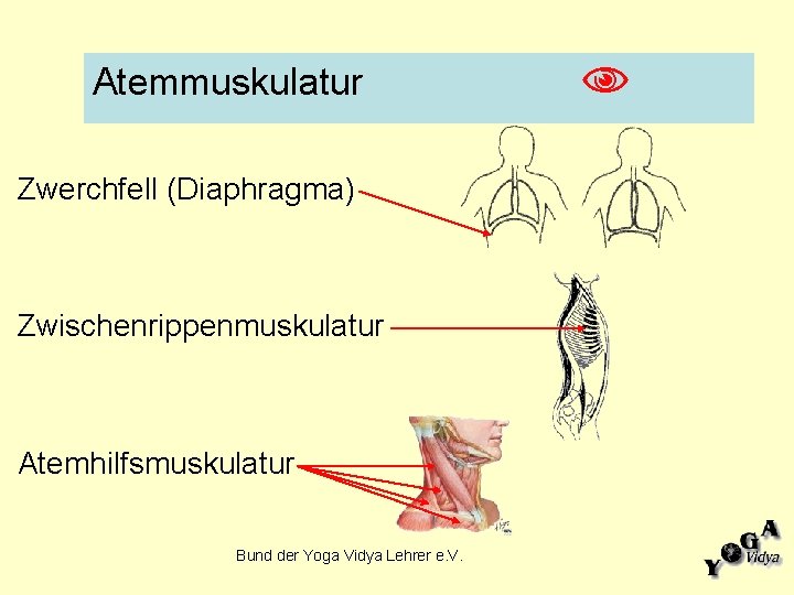 Atemmuskulatur Zwerchfell (Diaphragma) Zwischenrippenmuskulatur Atemhilfsmuskulatur Bund der Yoga Vidya Lehrer e. V. 