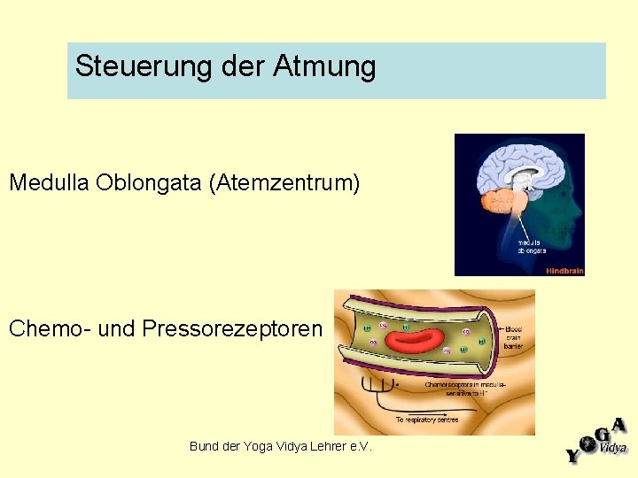 Steuerung der Atmung Medulla Oblongata (Atemzentrum) Chemo- und Pressorezeptoren Bund der Yoga Vidya Lehrer