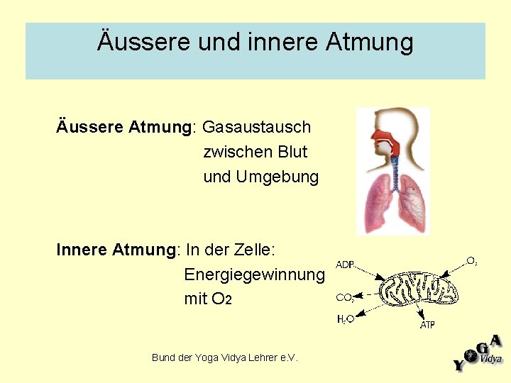 Äussere und innere Atmung Äussere Atmung: Gasaustausch zwischen Blut und Umgebung Innere Atmung: In