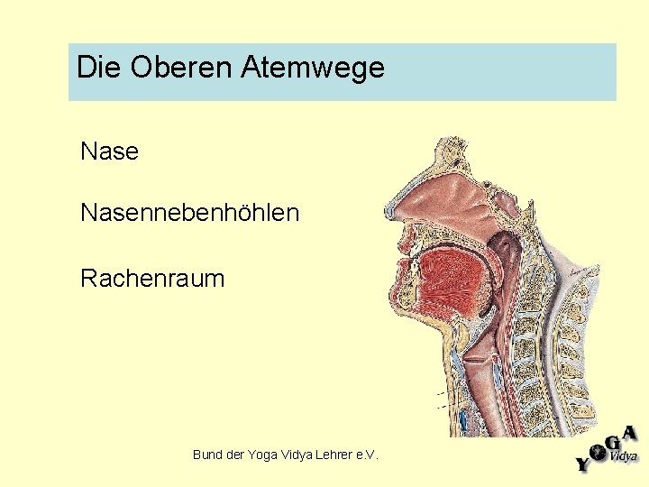 Die Oberen Atemwege Nasennebenhöhlen Rachenraum Bund der Yoga Vidya Lehrer e. V. 