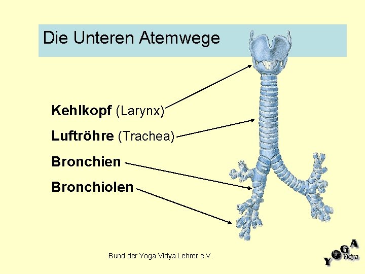 Die Unteren Atemwege Kehlkopf (Larynx) Luftröhre (Trachea) Bronchien Bronchiolen Bund der Yoga Vidya Lehrer