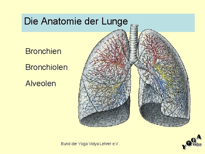 Die Anatomie der Lunge Bronchien Bronchiolen Alveolen Bund der Yoga Vidya Lehrer e. V.