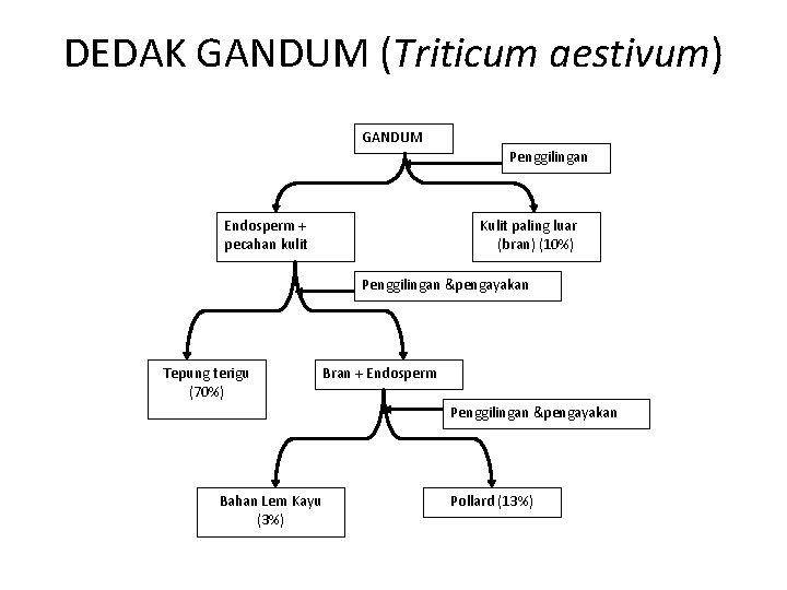 DEDAK GANDUM (Triticum aestivum) GANDUM Penggilingan Endosperm + pecahan kulit Kulit paling luar (bran)