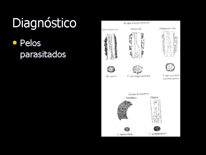 Diagnóstico • Pelos parasitados 