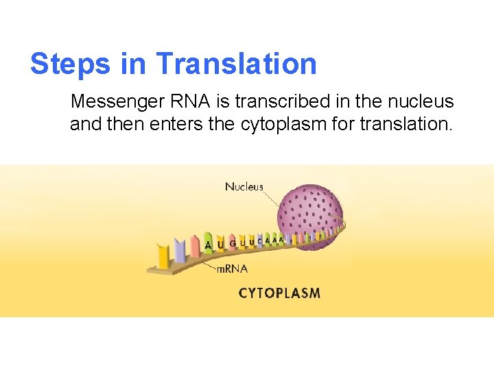 Steps in Translation Messenger RNA is transcribed in the nucleus and then enters the