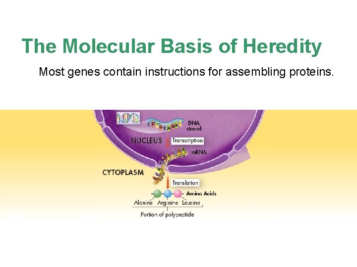 The Molecular Basis of Heredity Most genes contain instructions for assembling proteins. 