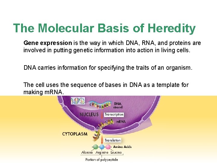 The Molecular Basis of Heredity Gene expression is the way in which DNA, RNA,