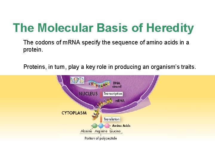 The Molecular Basis of Heredity The codons of m. RNA specify the sequence of