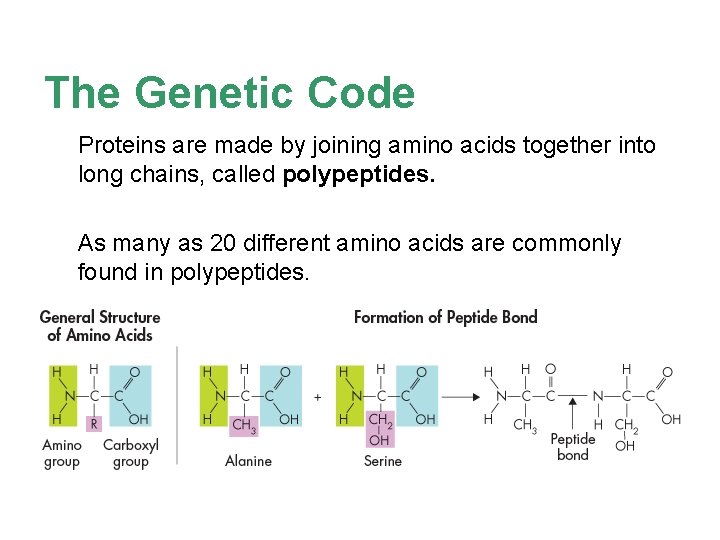 The Genetic Code Proteins are made by joining amino acids together into long chains,