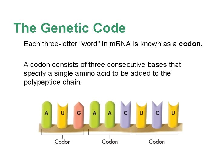 The Genetic Code Each three-letter “word” in m. RNA is known as a codon. The Genetic Code Each three-letter “word” in m. RNA is known as a codon.