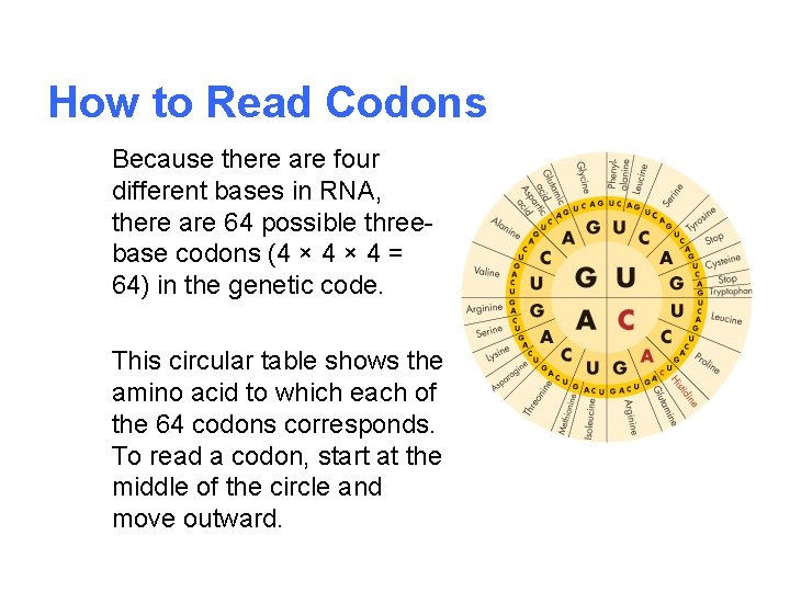 How to Read Codons Because there are four different bases in RNA, there are