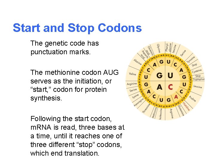Start and Stop Codons The genetic code has punctuation marks. The methionine codon AUG