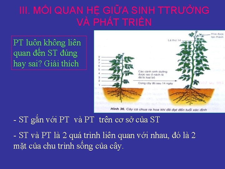 III. MỐI QUAN HỆ GIỮA SINH TTRƯỞNG VÀ PHÁT TRIỂN PT luôn không liên