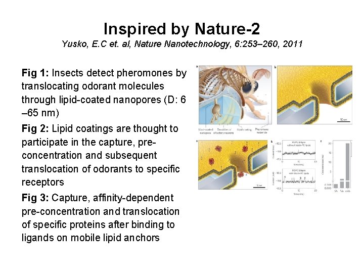 Inspired by Nature-2 Yusko, E. C et. al, Nature Nanotechnology, 6: 253– 260, 2011