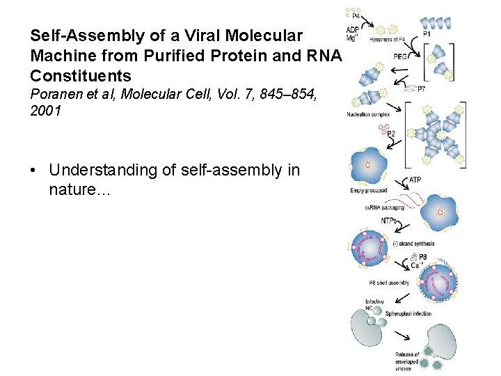 Self-Assembly of a Viral Molecular Machine from Purified Protein and RNA Constituents Poranen et