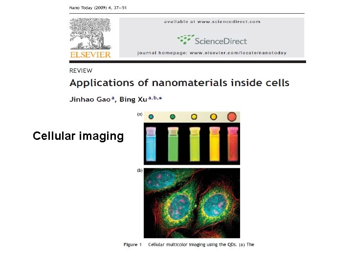 Cellular imaging 