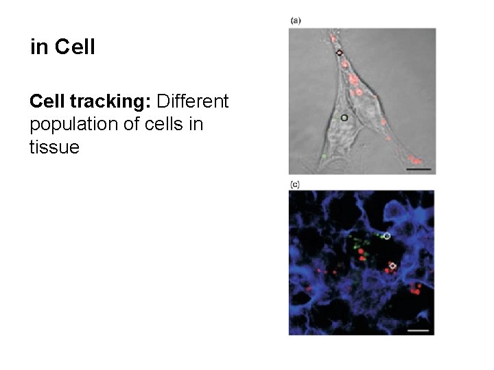 in Cell tracking: Different population of cells in tissue 