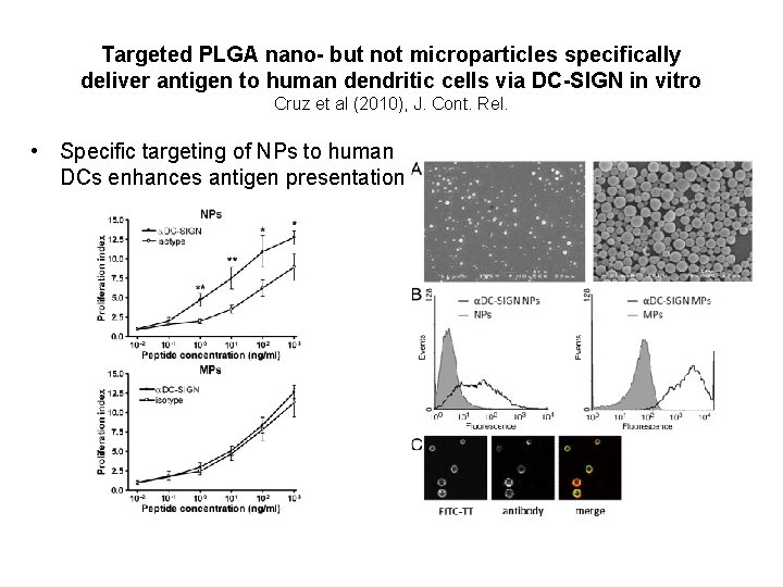 Targeted PLGA nano- but not microparticles specifically deliver antigen to human dendritic cells via