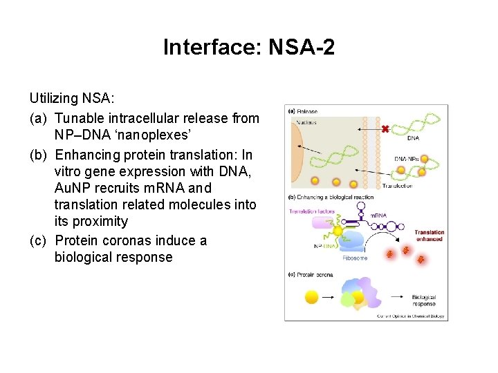 Interface: NSA-2 Utilizing NSA: (a) Tunable intracellular release from NP–DNA ‘nanoplexes’ (b) Enhancing protein