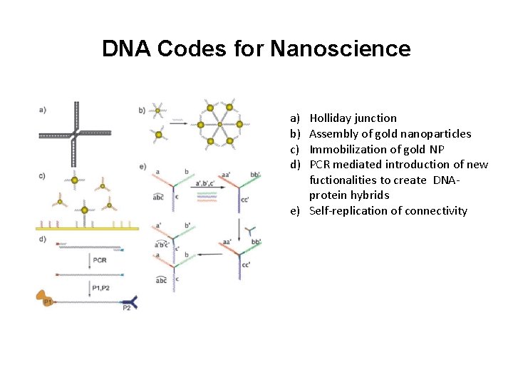 DNA Codes for Nanoscience a) b) c) d) Holliday junction Assembly of gold nanoparticles