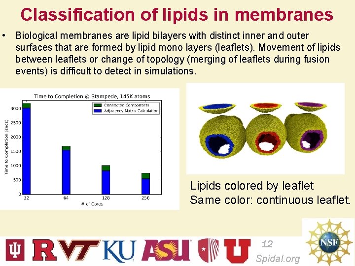 Classification of lipids in membranes • Biological membranes are lipid bilayers with distinct inner