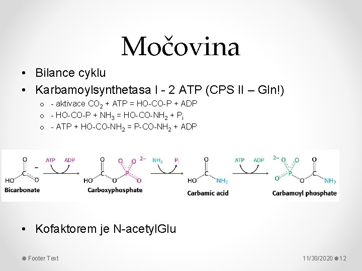 Močovina • Bilance cyklu • Karbamoylsynthetasa I - 2 ATP (CPS II – Gln!)