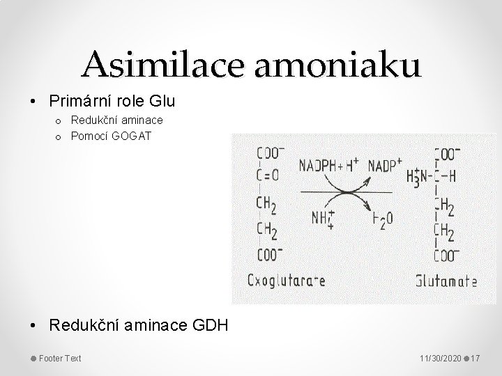 Asimilace amoniaku • Primární role Glu o Redukční aminace o Pomocí GOGAT • Redukční