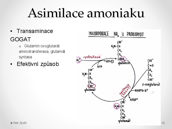 Asimilace amoniaku • Transaminace GOGAT o Glutamin: oxoglutarát aminotransferasa, glutamát syntasa • Efektivní způsob