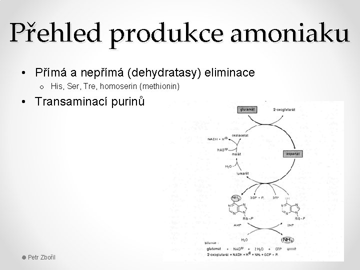 Přehled produkce amoniaku • Přímá a nepřímá (dehydratasy) eliminace o His, Ser, Tre, homoserin