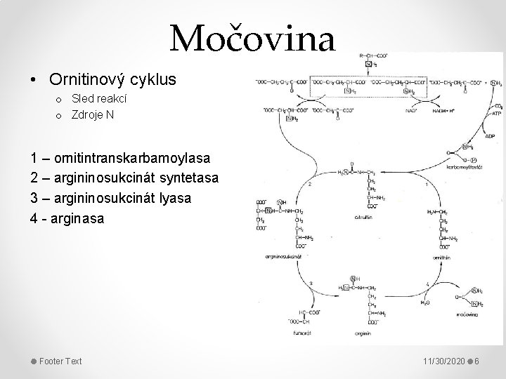 Močovina • Ornitinový cyklus o Sled reakcí o Zdroje N 1 – ornitintranskarbamoylasa 2