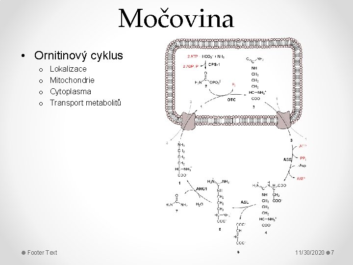 Močovina • Ornitinový cyklus o o Lokalizace Mitochondrie Cytoplasma Transport metabolitů Footer Text 11/30/2020