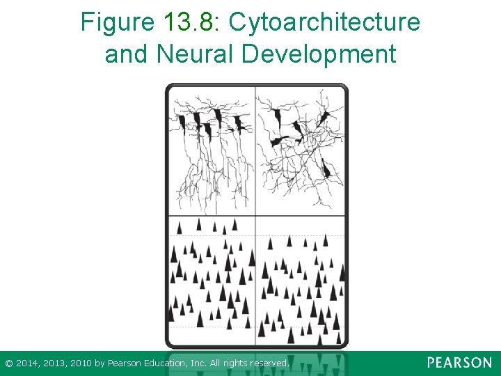 Figure 13. 8: Cytoarchitecture and Neural Development © 2014, 2013, 2010 by Pearson Education,